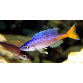 Cyprichromis leptosoma utinta fluorescent 3-4 cm