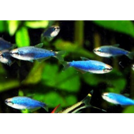 Impaichthys kerri - Tétra empereur super bleu 2.5-3 cm élevage