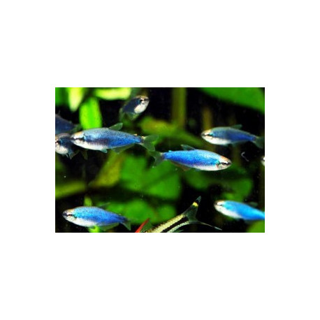 Impaichthys kerri - Tétra empereur super bleu 2.5-3 cm élevage
