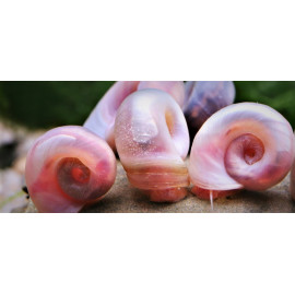 Planorbarius pink - Escargot planorbe mangeur d'algues rose 1-1.5 cm