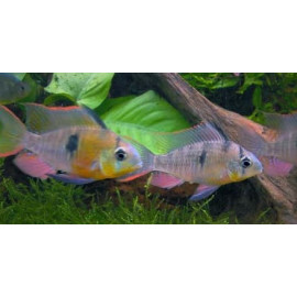 Papiliochromis altispinosa 6-7 cm