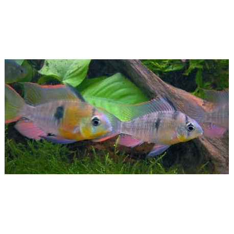 Papiliochromis altispinosa 6-7 cm