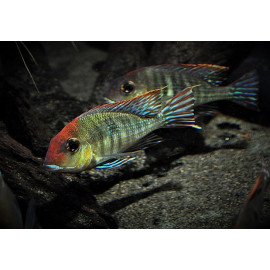 Geophagus tapajos red head 3.5-4 cm