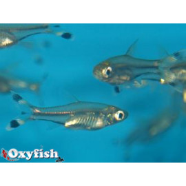 Rasbora trilineata queue en ciseaux  3-3.5 cm