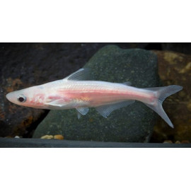 Pangasius sutchi albino - Requin siamois albino  5.00 cm