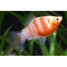 Xiphophorus maculatus - Platy tigre 3.00 cm