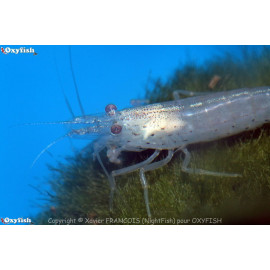 Caridina multidentata - Crevette d'Amano 2.5-3 cm