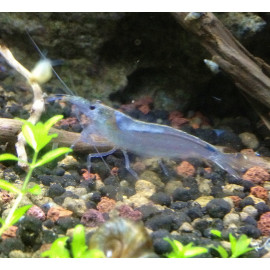 Caridina multidentata - Crevette d'Amano 2.5-3 cm