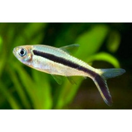 Thayeria boehlkei - Tetra pingouin 2.5-3 cm