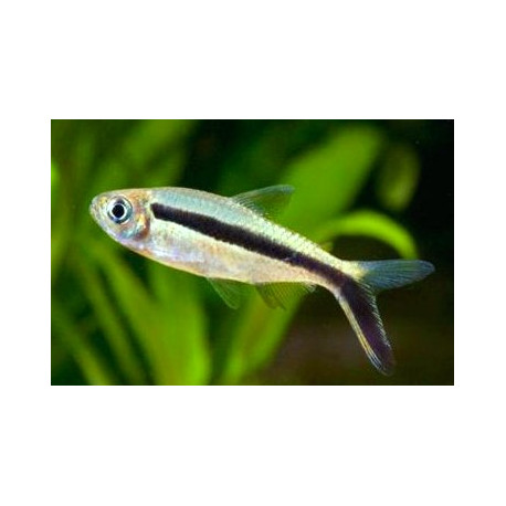 Thayeria boehlkei - Tetra pingouin 2.5-3 cm