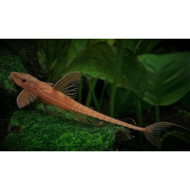 Rineloricaria lanceolata 4-5.5 cm