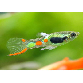 PROMO - LOT DE 10 Guppy mâle endler 2.50 cm