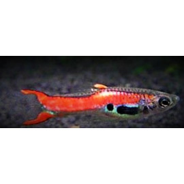 PROMO - LOT DE 10 Guppy mâle endler 2.50 cm