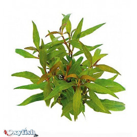 Alternanthera reinecki bronze en bouquet