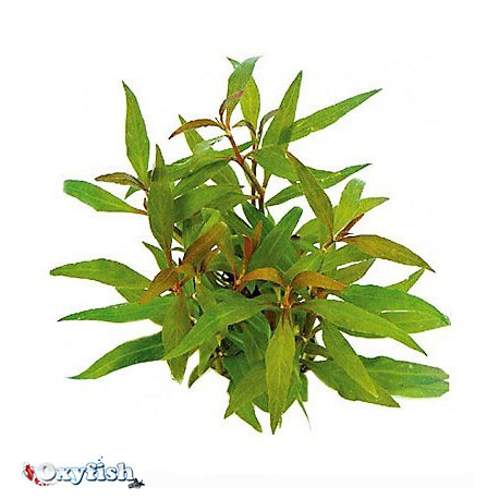 Alternanthera reinecki bronze en bouquet