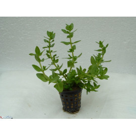 Bacopa caroliana en bouquet