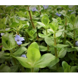 Bacopa caroliniana variegatus en bouquet