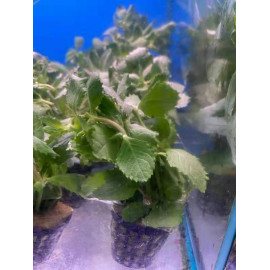 Hygrophila difformis en bouquet