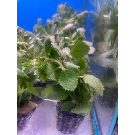 Hygrophila difformis en bouquet