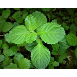 Hygrophila difformis en bouquet