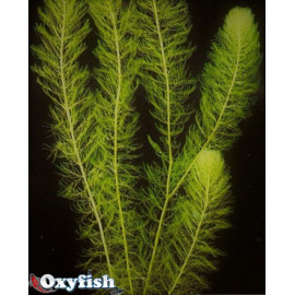 Myriophyllum heterophyllum en bouquet