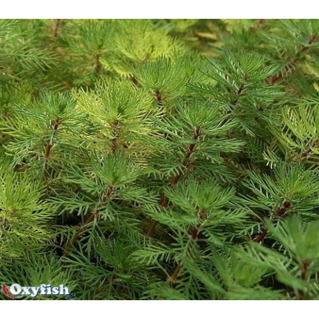 Myriophyllum brasiliensis en bouquet