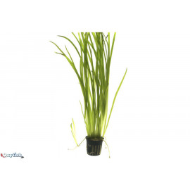 Vallisneria americana gigantea en bouquet