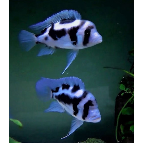 Cyphotilapia frontosa - Black widow 4-5 cm