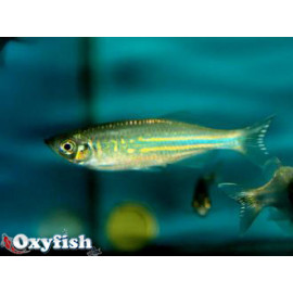 Danio aequipinnatus - Danio géant 3.00 cm