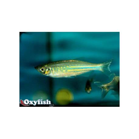 Danio aequipinnatus - Danio géant 3.00 cm