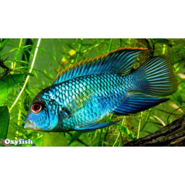 Aequidens pulcher - Acara bleu électrique  3-4 cm