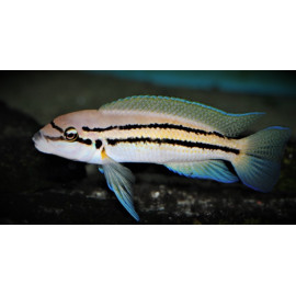 Chalinochromis bifrenatus 3-4 cm