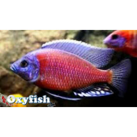 Copadichromis / Haplochromis borleyi red fin 4-5 cm