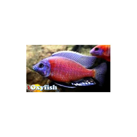 Copadichromis / Haplochromis borleyi red fin 4-5 cm