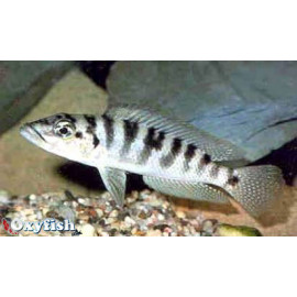 Neolamprologus fasciatus  3-4 cm