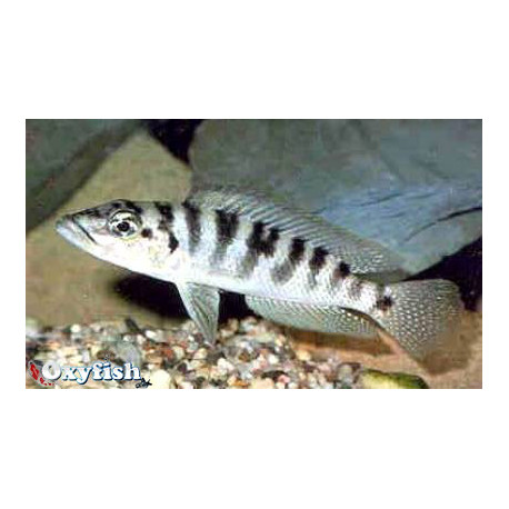 Neolamprologus fasciatus  3-4 cm