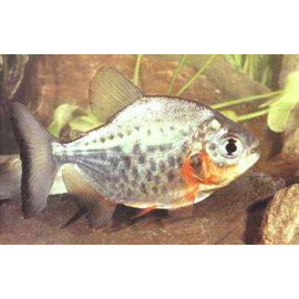 Colossoma brachypomus piranha 3-4 cm