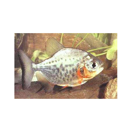 Colossoma brachypomus piranha 3-4 cm