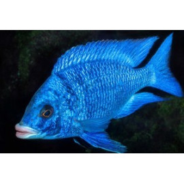 Placidochromis phenochilus Mdoka white lips  3-4 cm