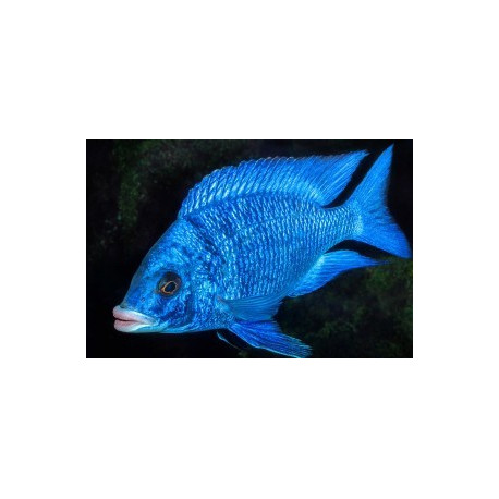 Placidochromis phenochilus Mdoka white lips  3-4 cm