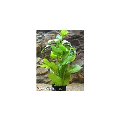 Gymnocoronus spilanthoides en bouquet