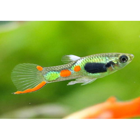 Poecilia wingei- Guppy mâle Endler Vert  2.5 cm