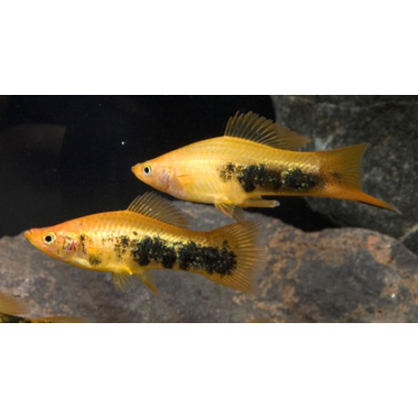 Xiphophorus helleri - Xipho doré tuxedo lyre 5-5.5 cm