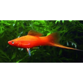 Xiphophorus helleri - Xipho rouge 5-5.5 cm