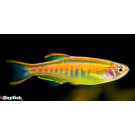 Danio choprae - Danio glowlight  3.00 cm