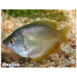 Colisa lalia - Gourami nain rouge sunset femelle 5.00 cm