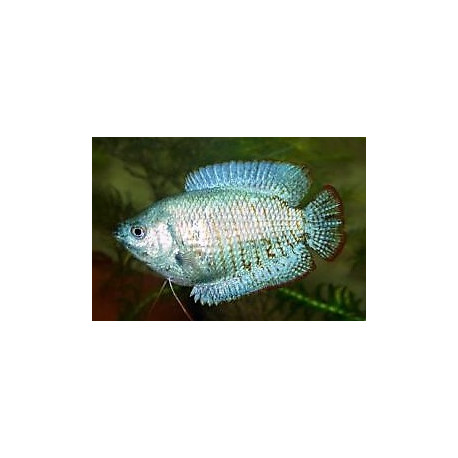 Colisa lalia - Gourami nain mâle corail bleu 5.00 cm