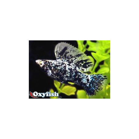 Poecilia velifera - Molly mâle sailfin marbré / dalmatien 6-6.5 cm