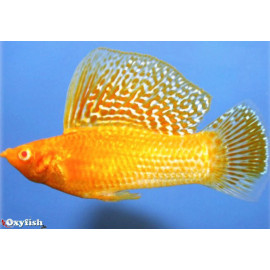 Poecilia velifera - Molly mâle sailfin orange rouge 6-6.5 cm