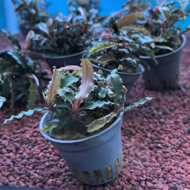 Bucephalandra "Mini Red" en pot